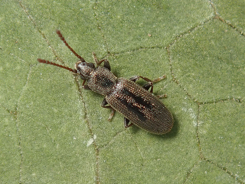 Silvanidae: Airaphilus cfr. elongatus